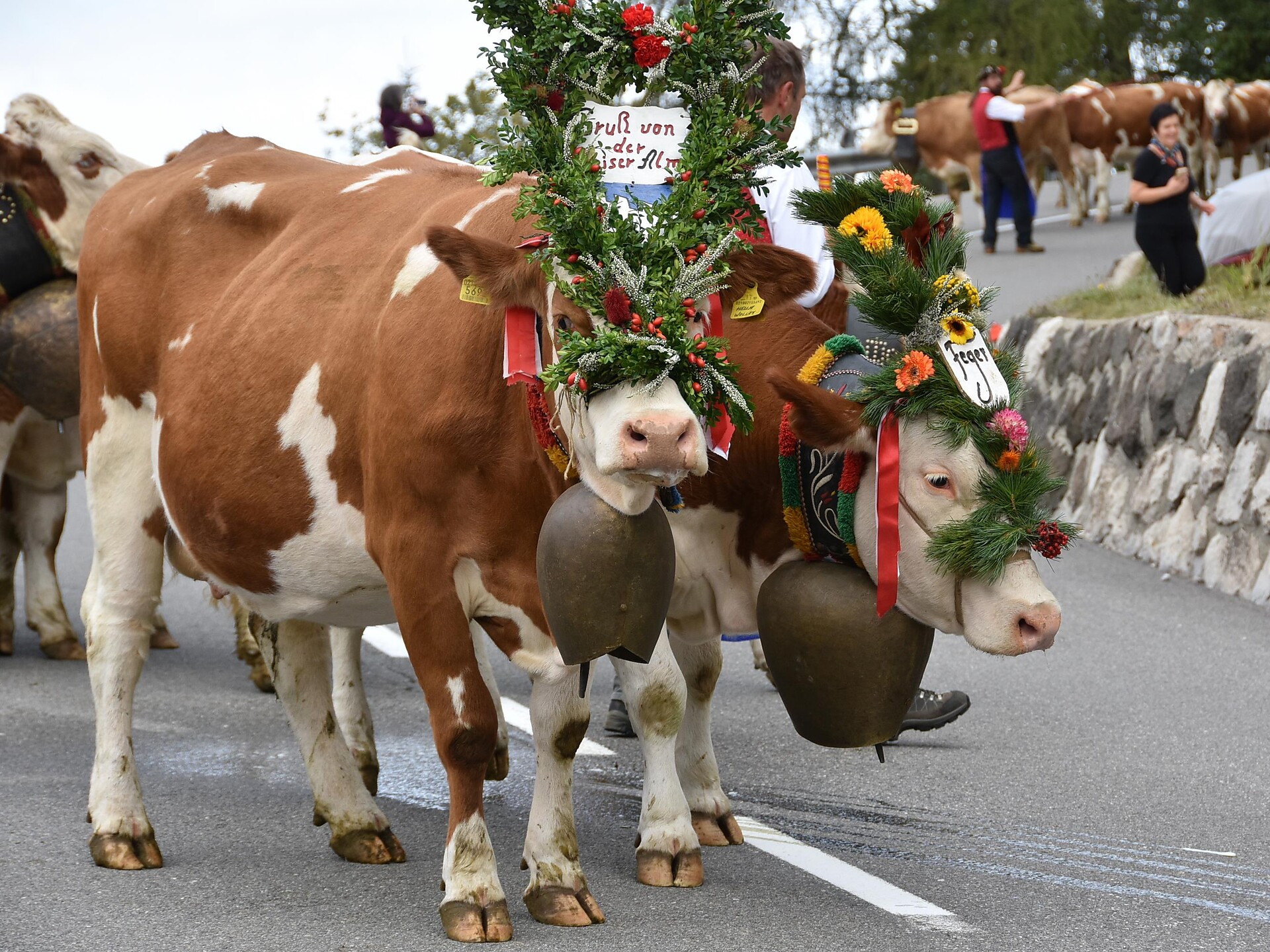 Traditional transhumance Seiser Alm - Dolomites Region Seiser Alm - #1 - suedtirol.info