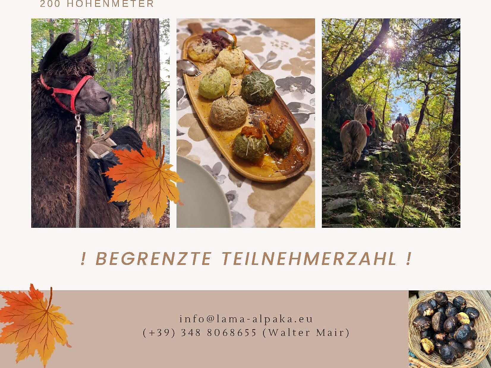 Törggele Lama- und Alpakatrekking - Bozen und Umgebung - #2 - suedtirol.info