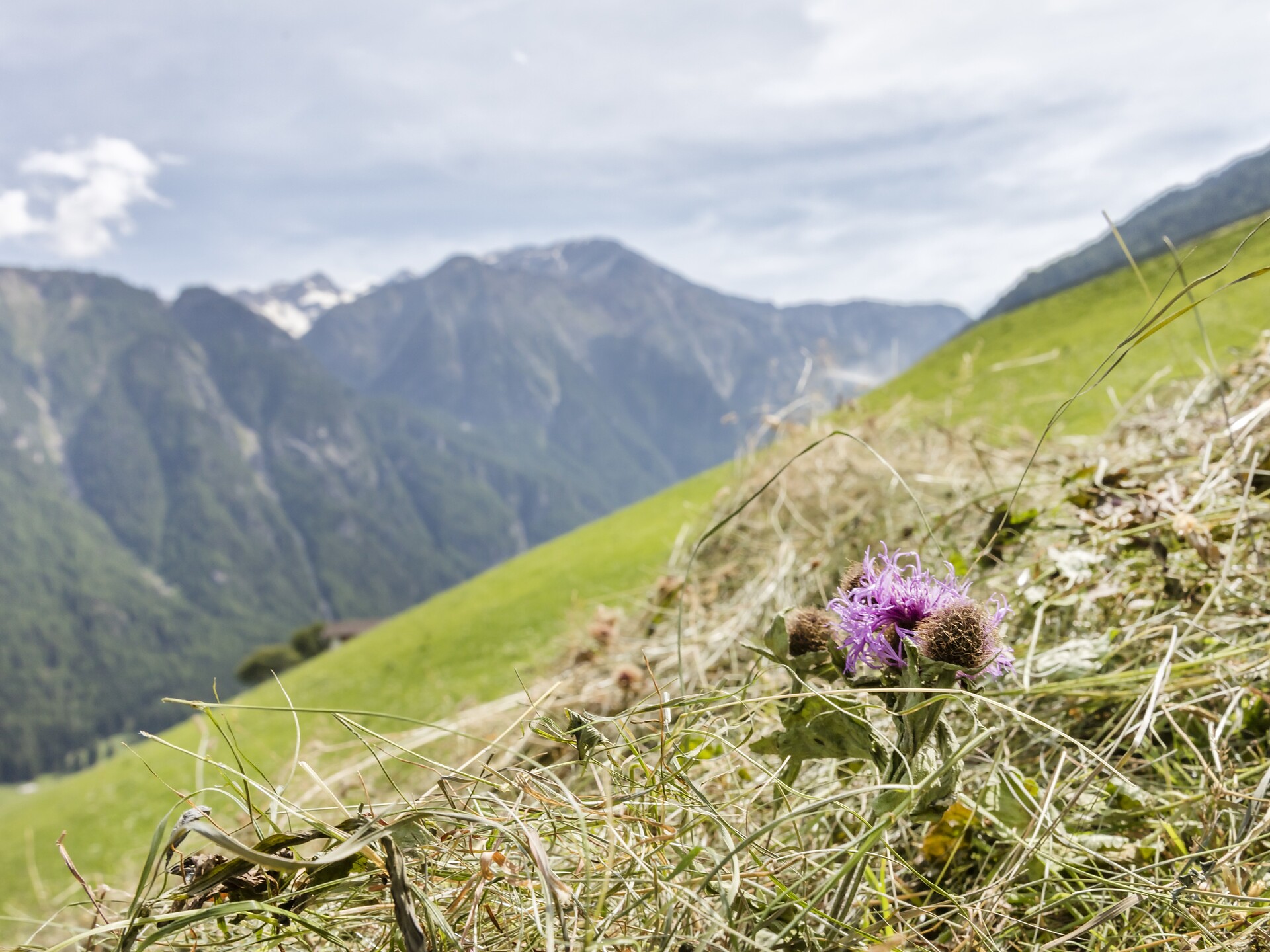 Terra Culta - Filmfestival der Landwirtschaft - Vinschgau - #2 - suedtirol.info