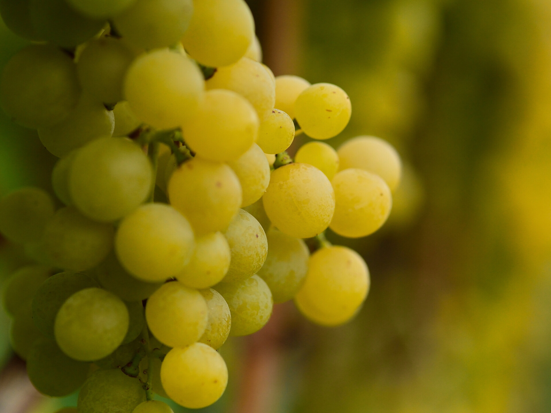 TerrAromen: Degustazione di Müller Thurgau - Strada del Vino - #1 - suedtirol.info