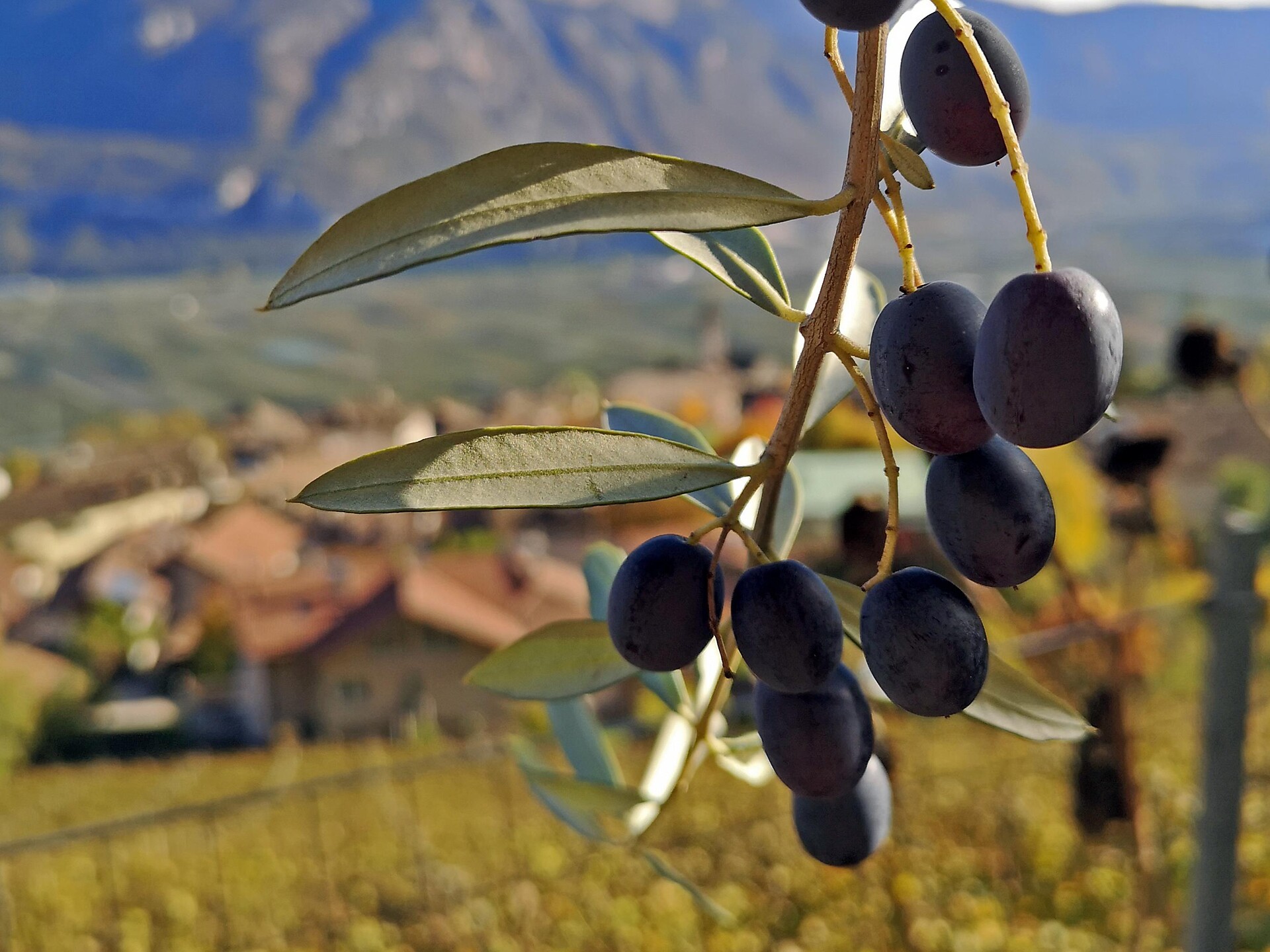 TerrAromen - Il gusto dell´autunno dorato. - Strada del Vino - #2 - suedtirol.info