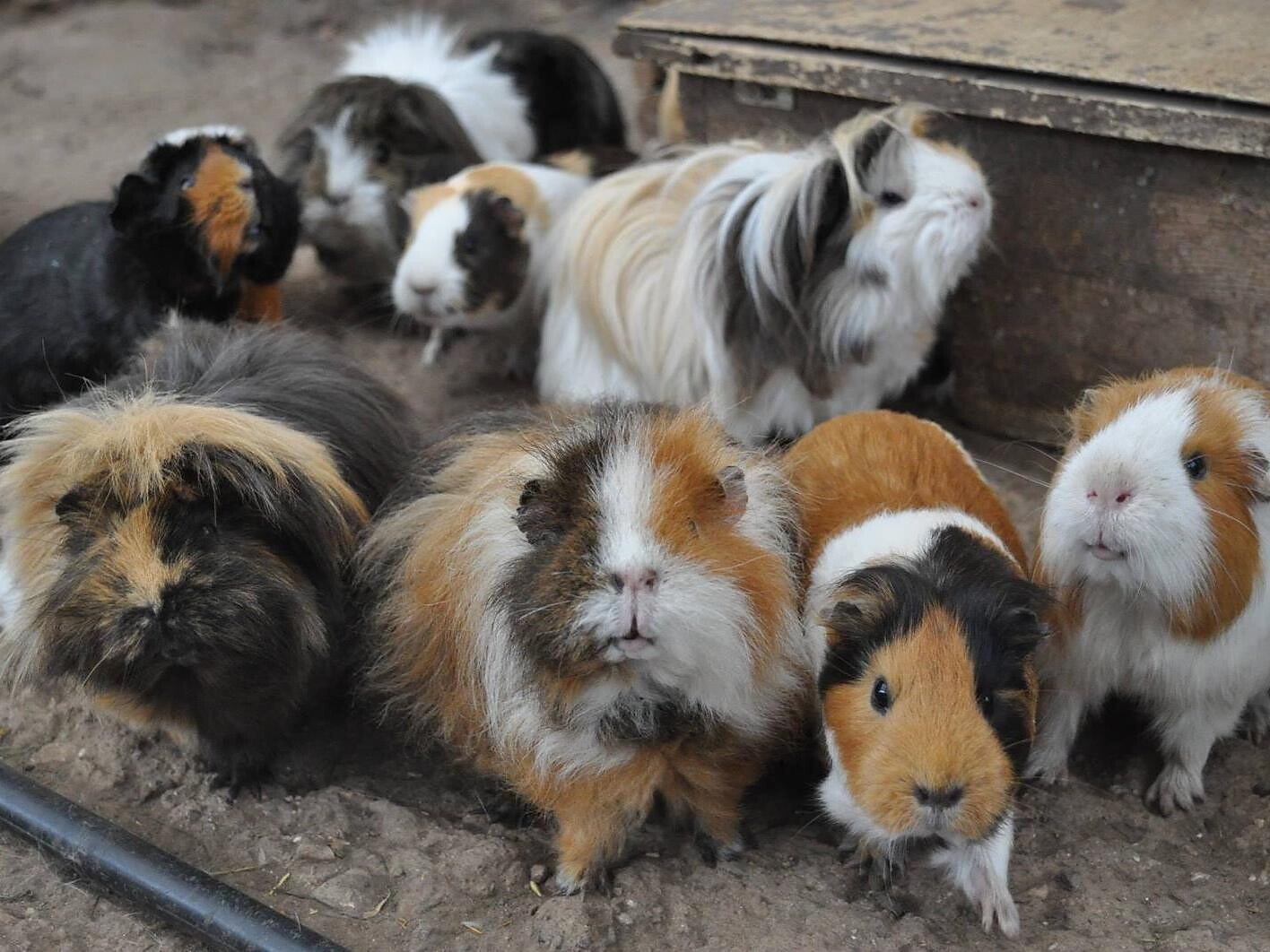 Esperienza con gli animali per i più piccoli - Regione dolomitica Alpe di Siusi - #2 - suedtirol.info