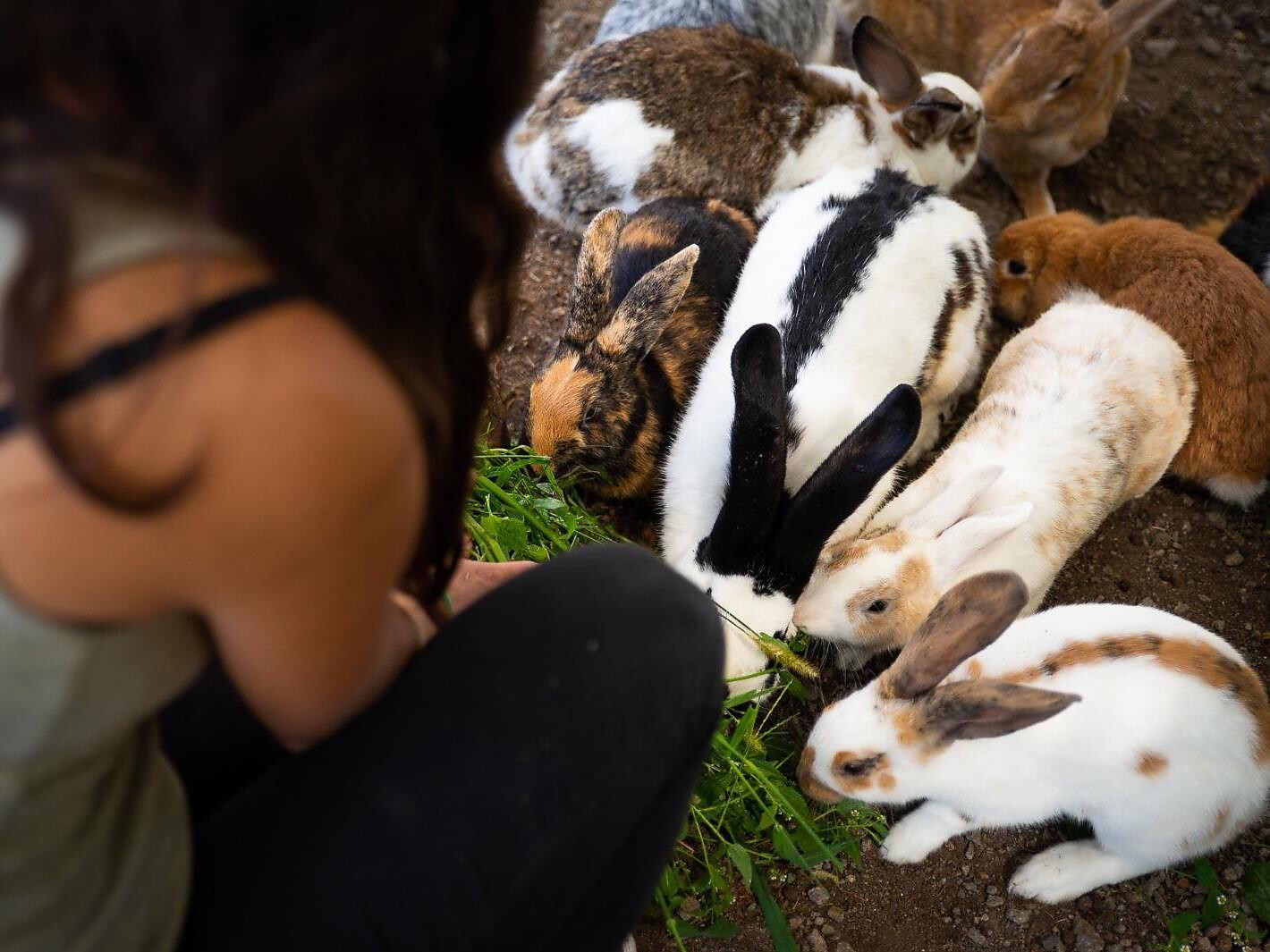 Esperienza con gli animali per i più piccoli - Regione dolomitica Alpe di Siusi - #1 - suedtirol.info