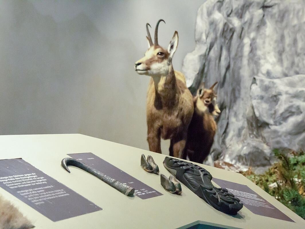 Clever in the mountains - Guided tour Stilfs/Stelvio 1 suedtirol.info