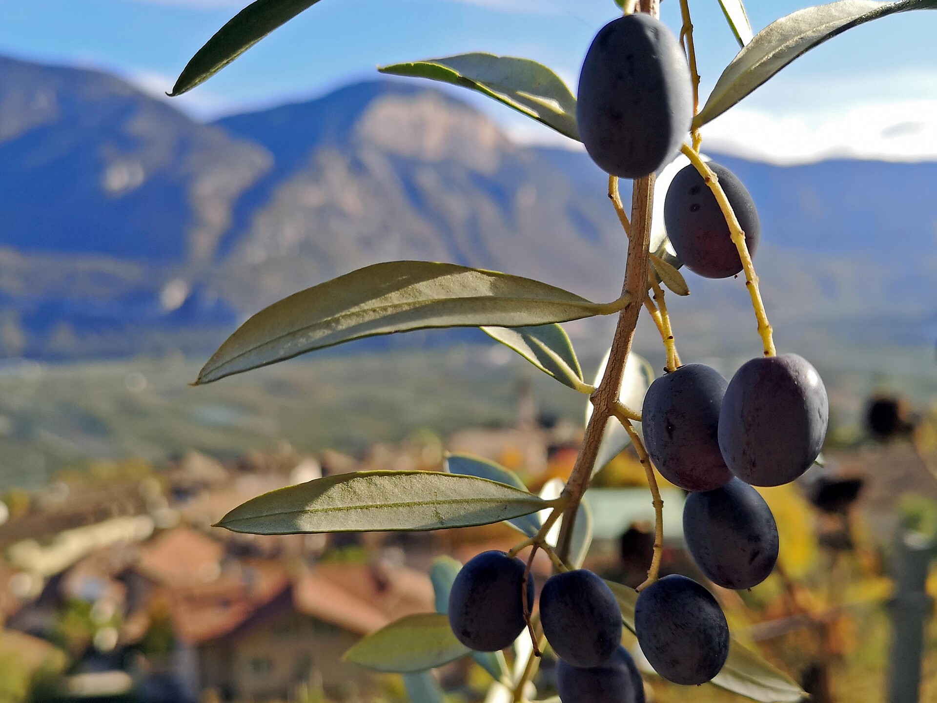 TerrAromen - Degustazione olio d’oliva con Massimo Fia, Ansitz Freienfeld - Strada del Vino - #3 - suedtirol.info