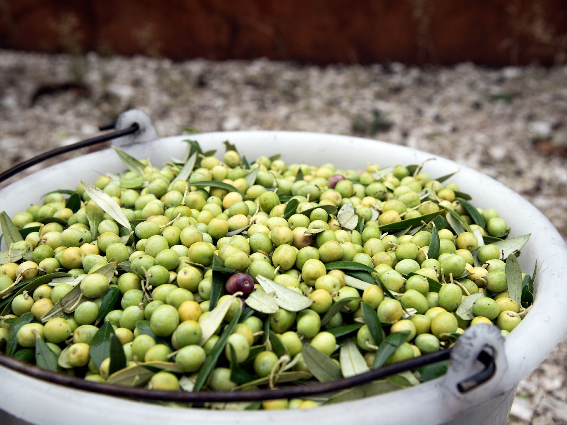 TerrAromen - Degustazione olio d’oliva con Massimo Fia, Ansitz Freienfeld - Strada del Vino - #1 - suedtirol.info