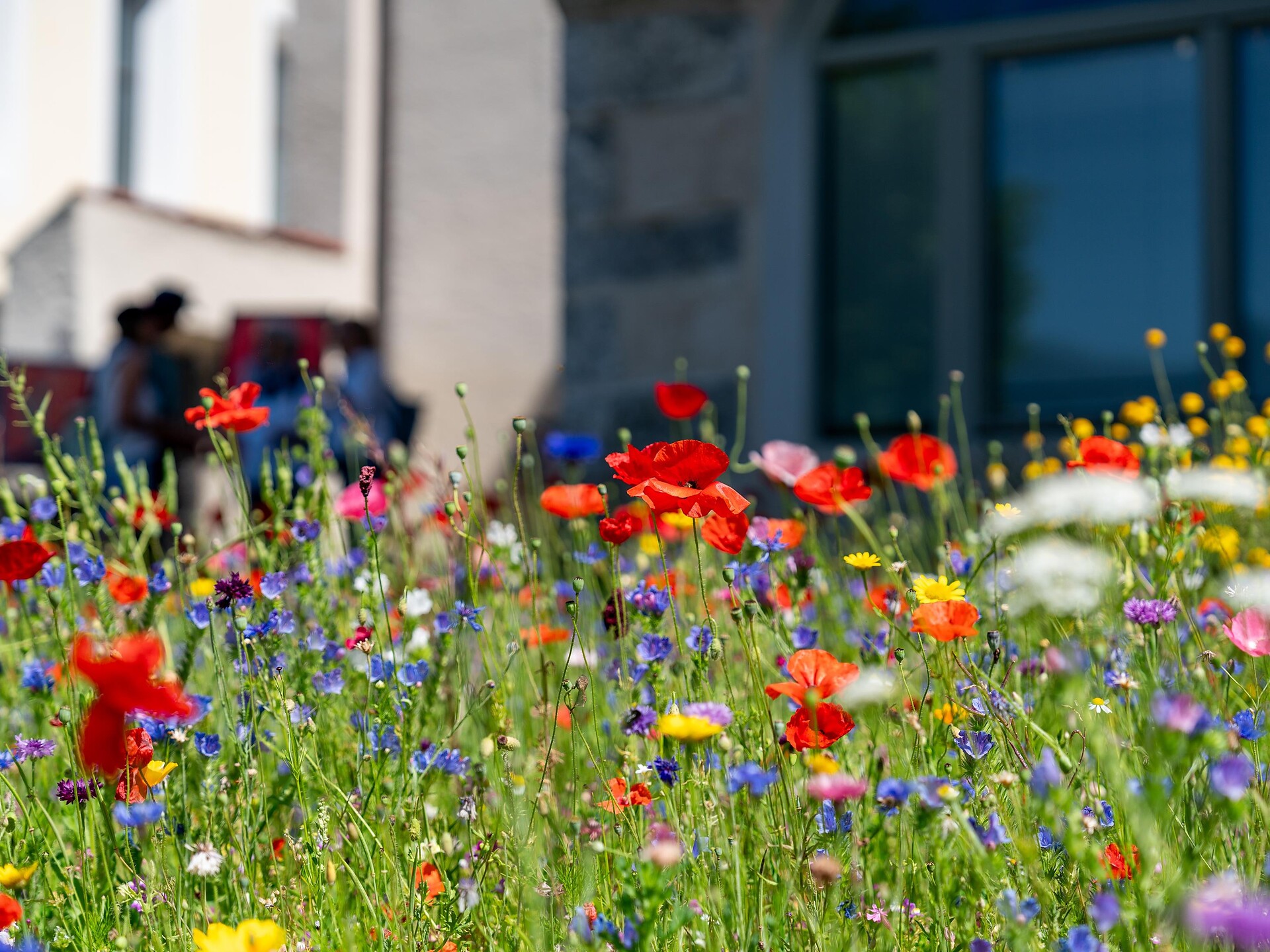 Giardini aperti - Regione dolomitica Plan de Corones - #1 - suedtirol.info