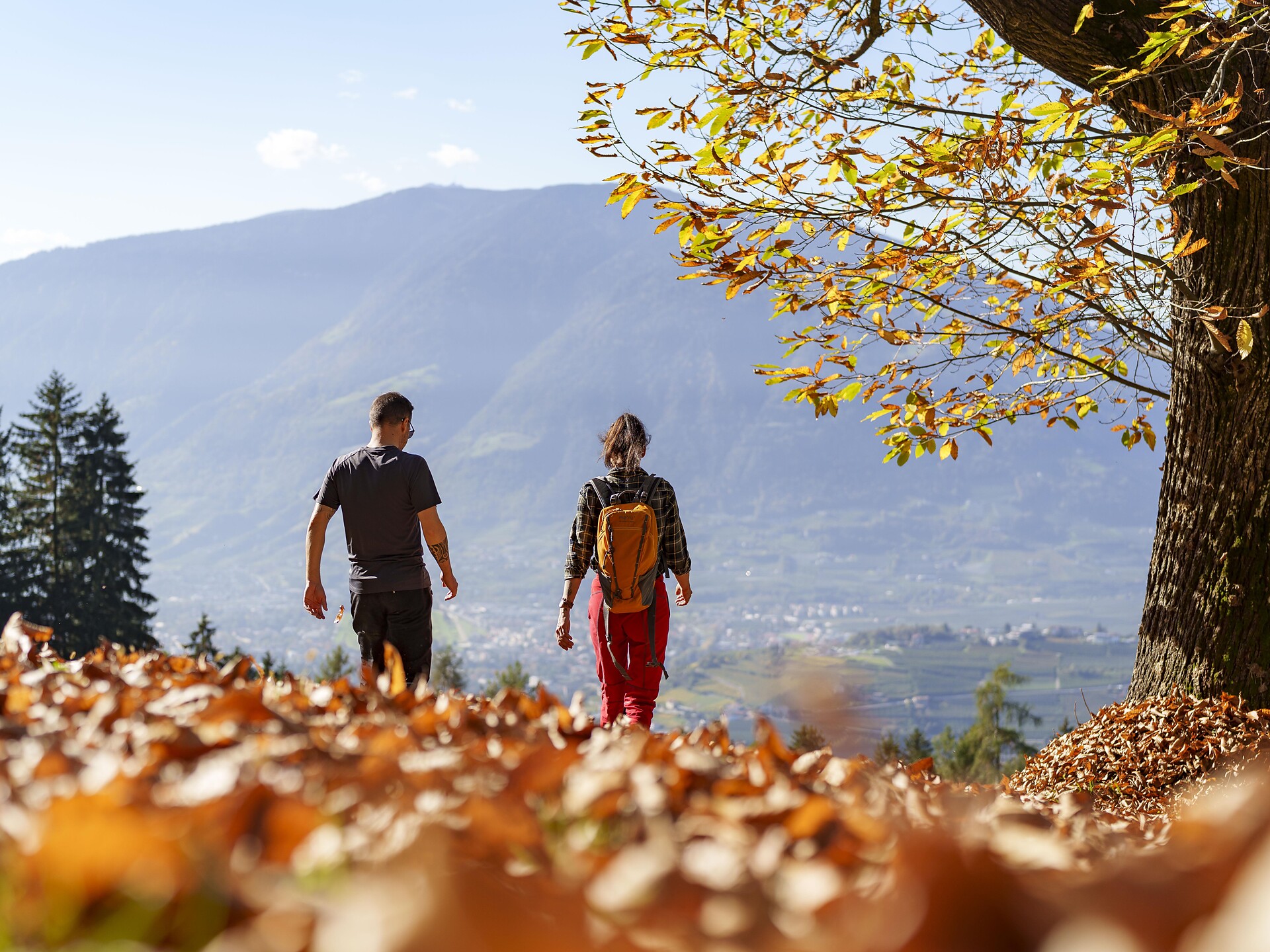 Guided "Törggele"-hike: discovering an ancient South Tyrolean tradition Schenna/Scena 2 suedtirol.info