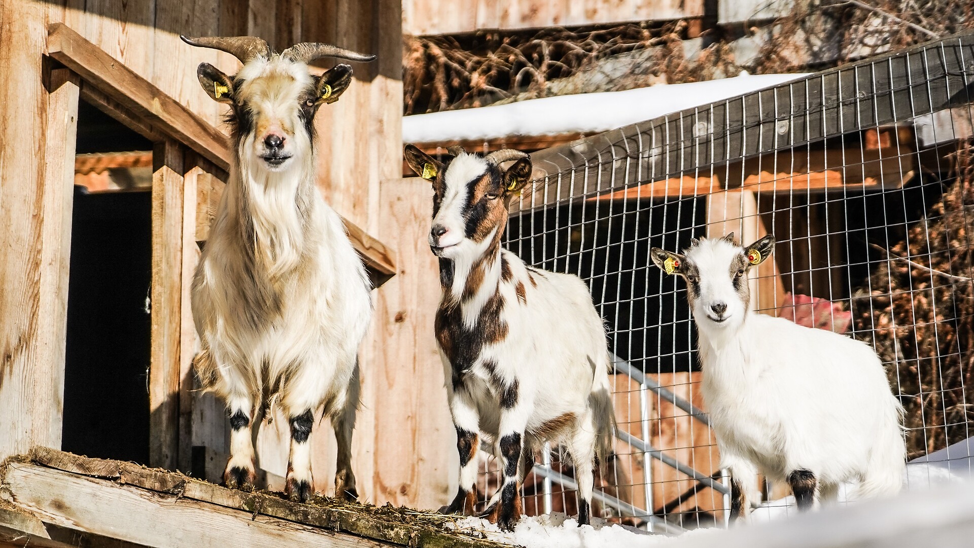 Tierbesuche am Ahner Berghof in Rodeneck - Brixen und Umgebung - #1 - suedtirol.info