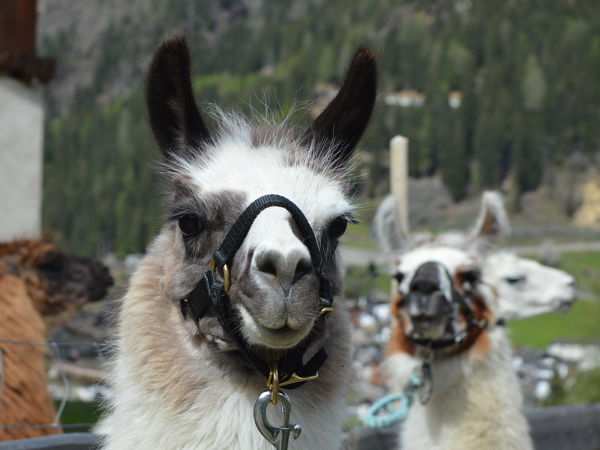 Tierisch unterwegs (Psairer Langis) - Meran und Umgebung - #1 - suedtirol.info