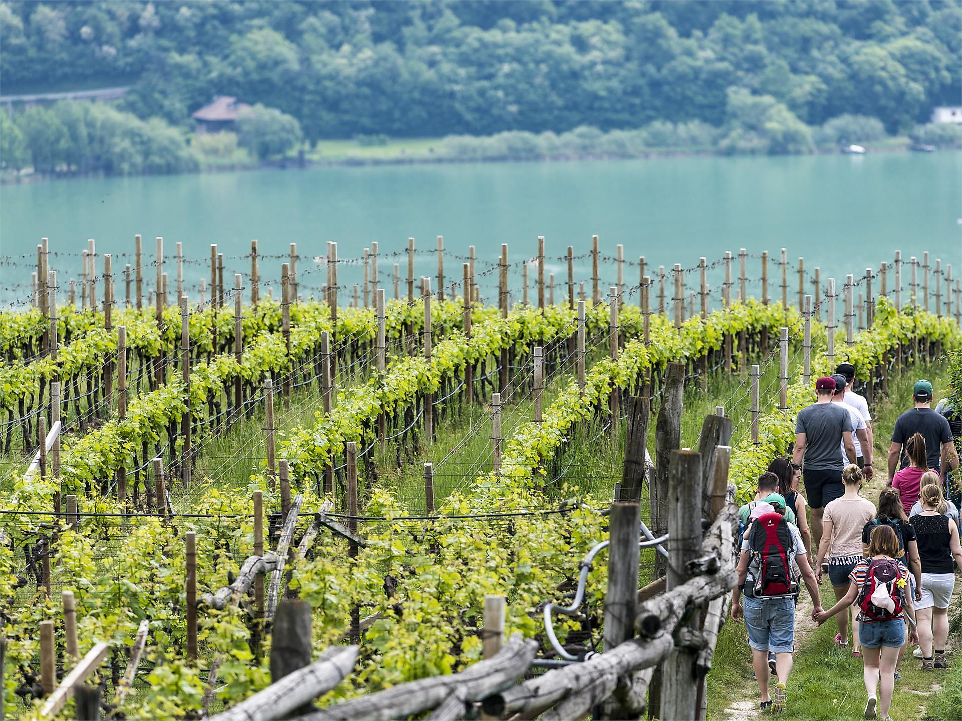 Törggelewanderung zum Kalterer See mit Wein & Kulinarik 2025 Kaltern an der Weinstraße 2 suedtirol.info