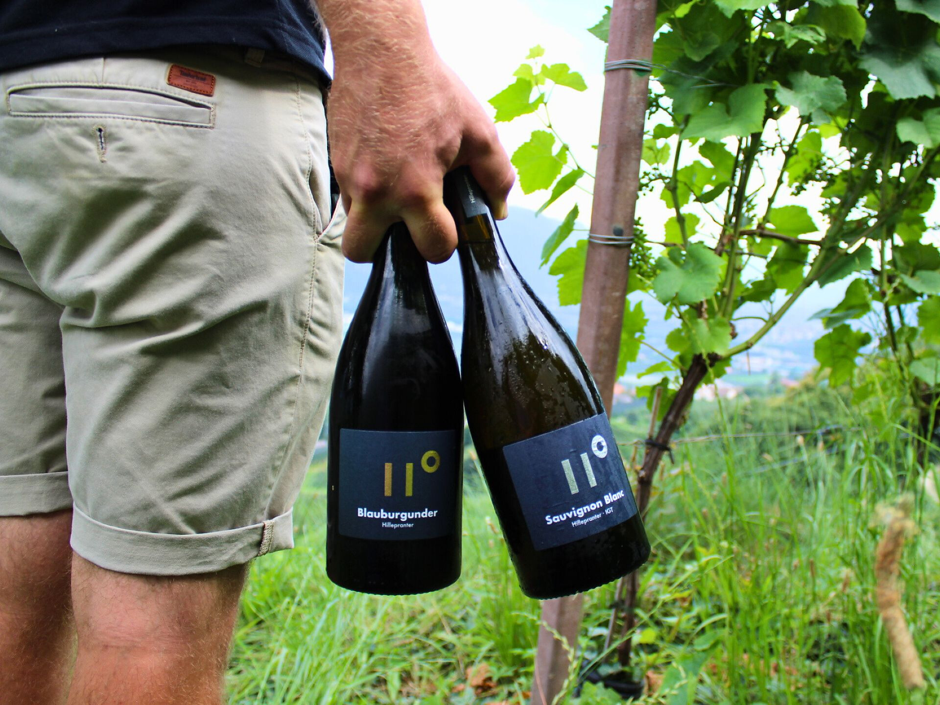 UNSERE WELT DES WEINES-Weinkellerführung und Verkostung im Weingut Hillepranter - Meran und Umgebung - #1 - suedtirol.info