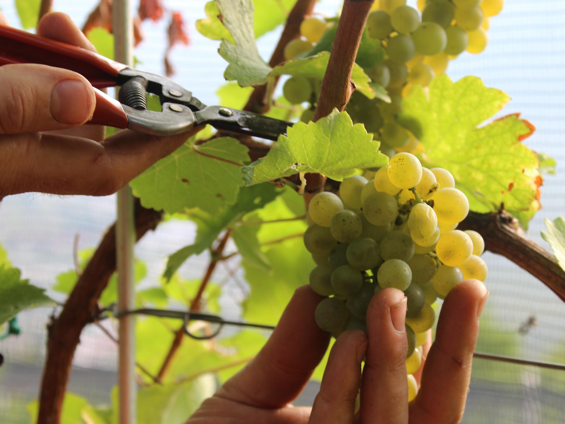 OUR WORLD OF WINE-Wine cellar tour and tasting at the Hillepranter winery Marling/Marlengo 1 suedtirol.info