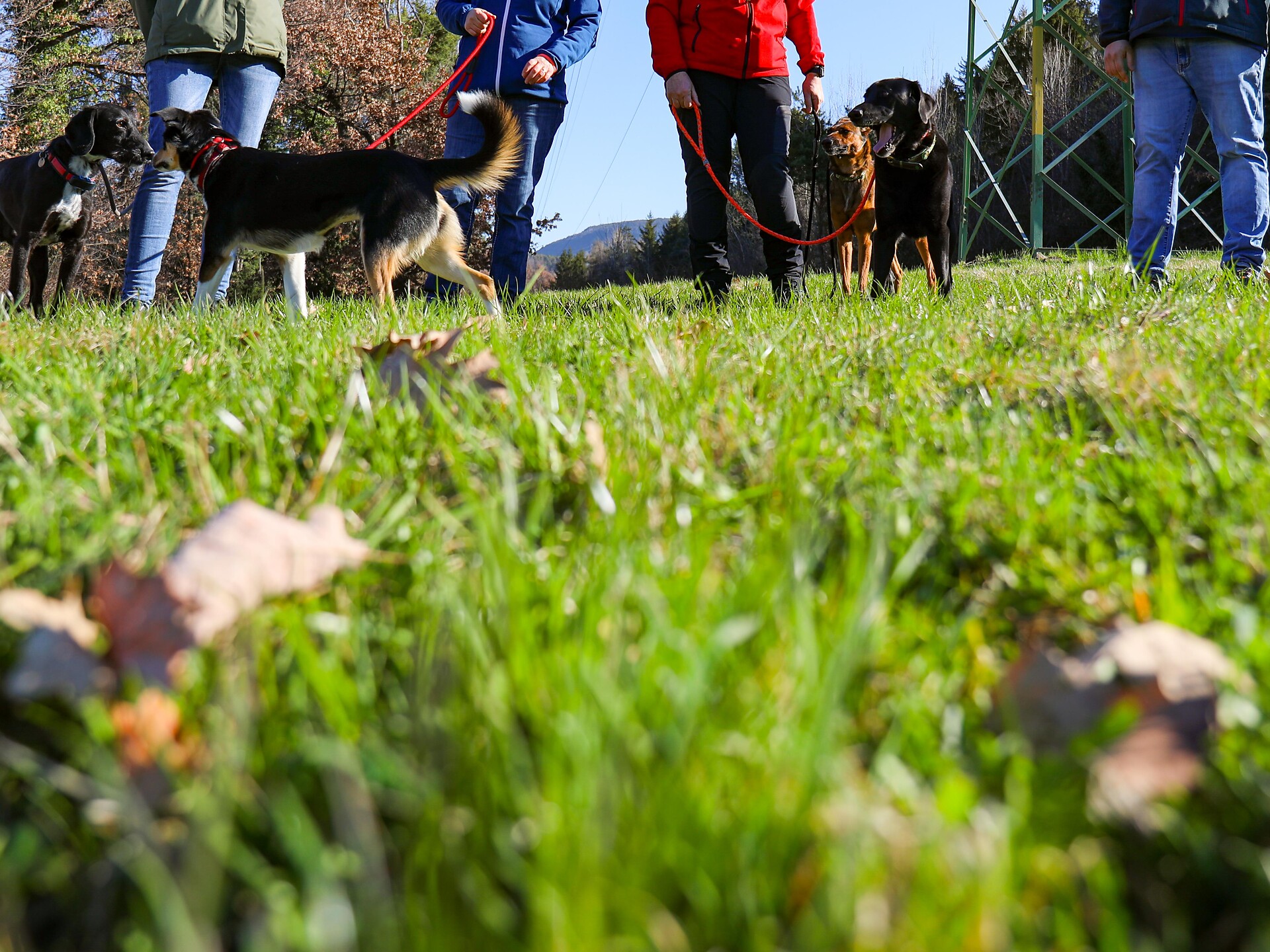In cammino con il cane: passeggiata guidata con training e consigli pratici - Regione dolomitica Alpe di Siusi - #1 - suedtirol.info