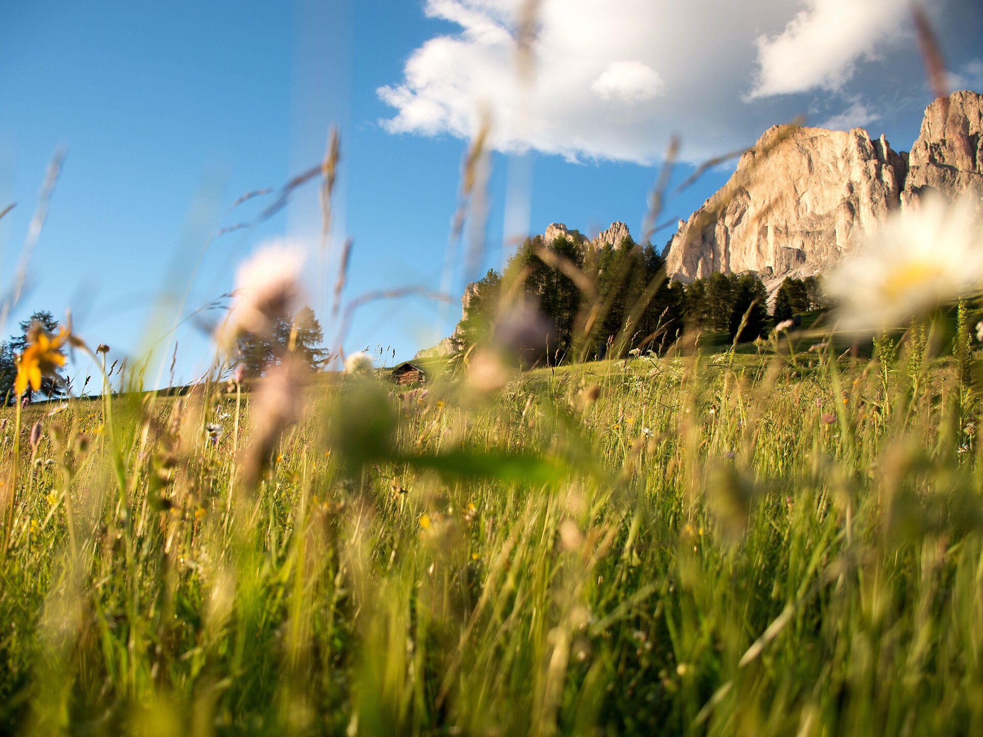 Geführte Wanderung über Wiesen und Almen - Dolomitenregion Eggental - #1 - suedtirol.info