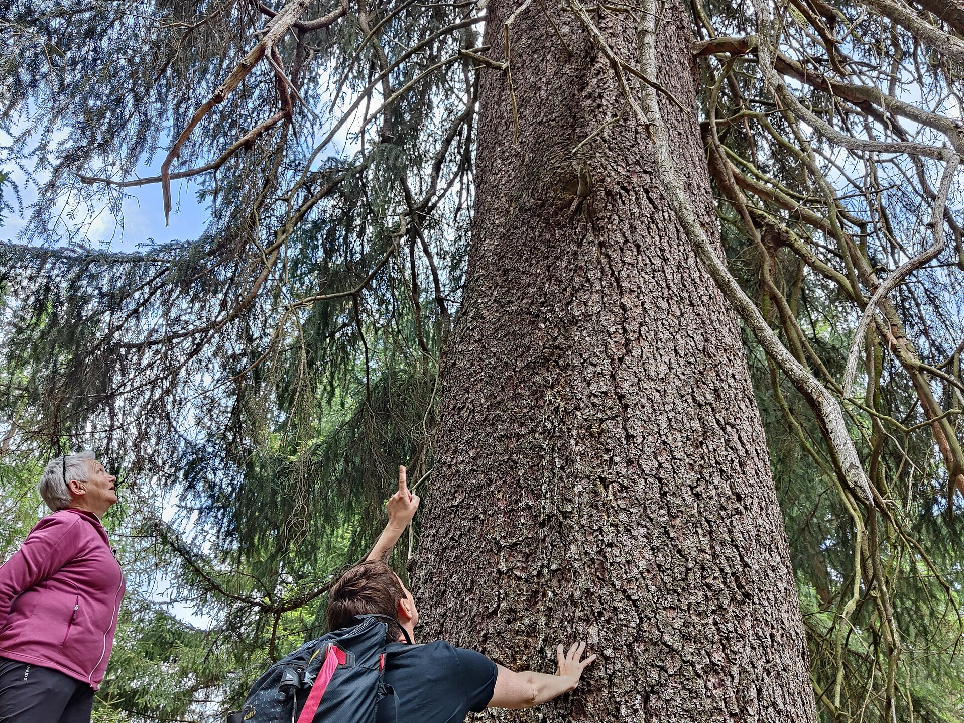 Urfichtenwanderung - für Groß und Klein - Vinschgau - #1 - suedtirol.info