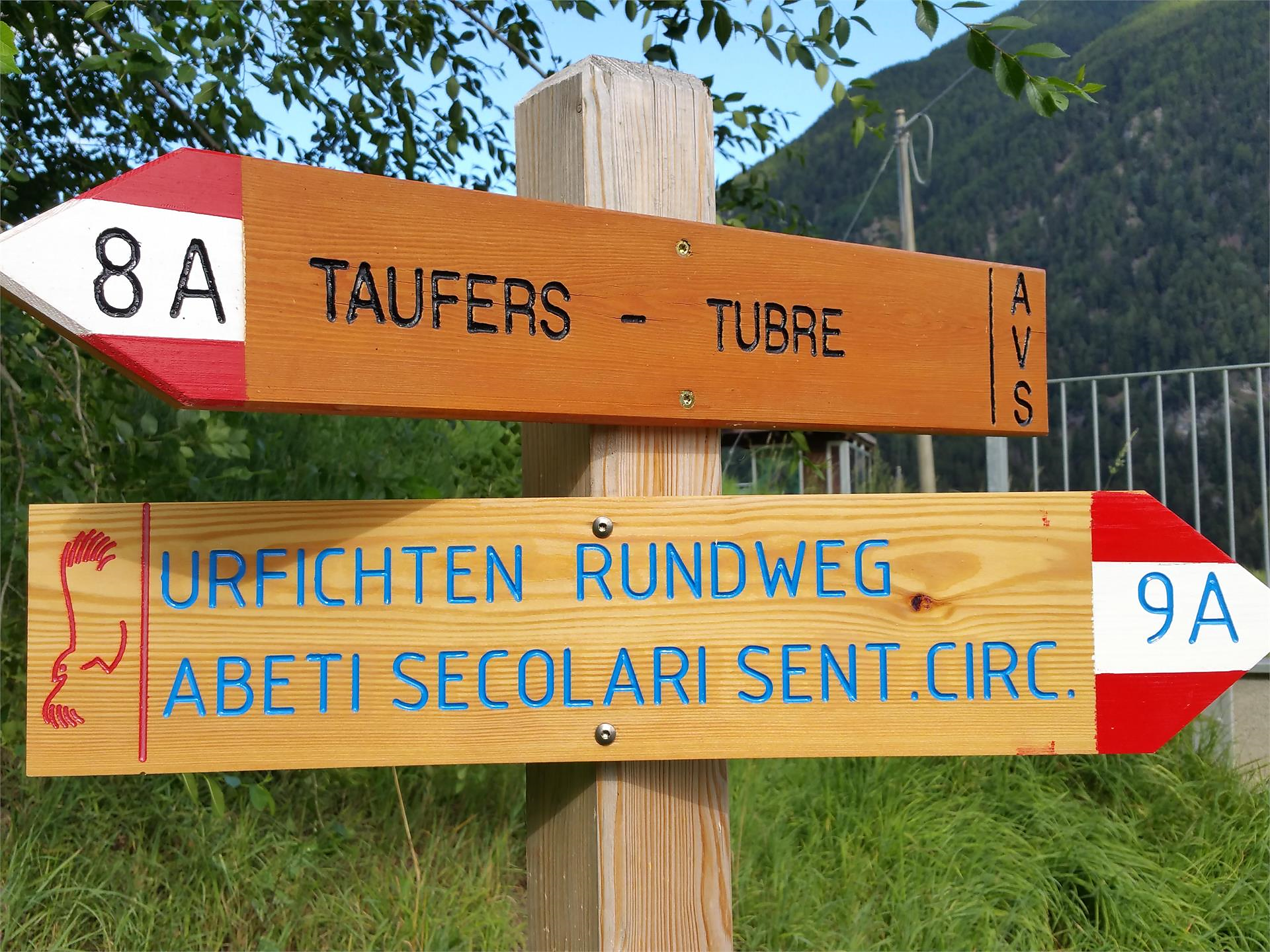 Urfichtenwanderung - für Groß und Klein - Vinschgau - #2 - suedtirol.info