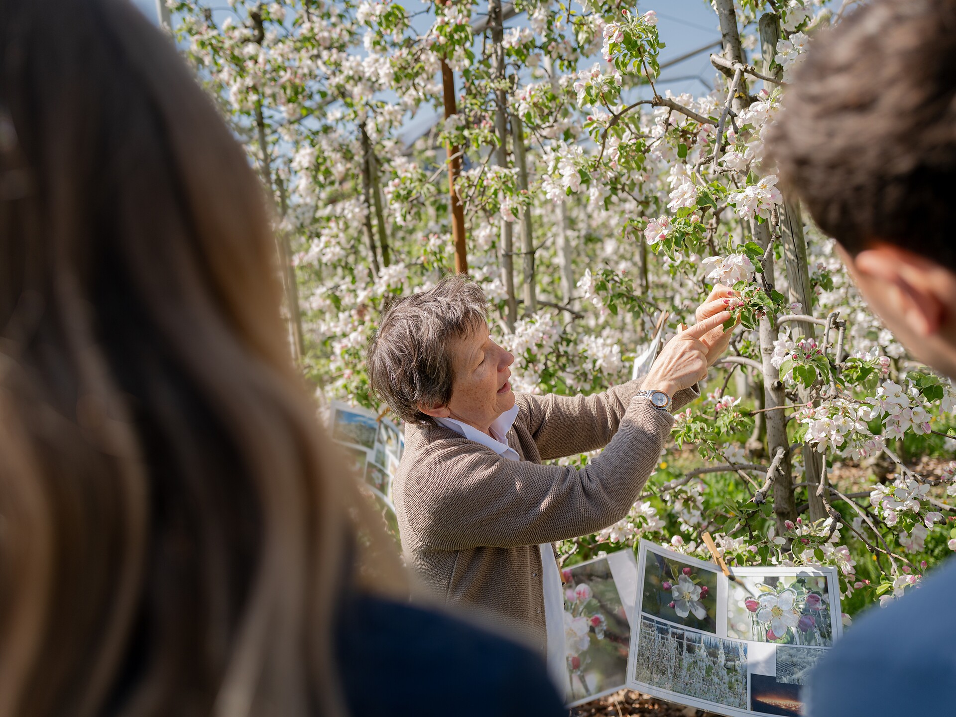 Visita guidata al meleto - Bolzano e dintorni - #1 - suedtirol.info