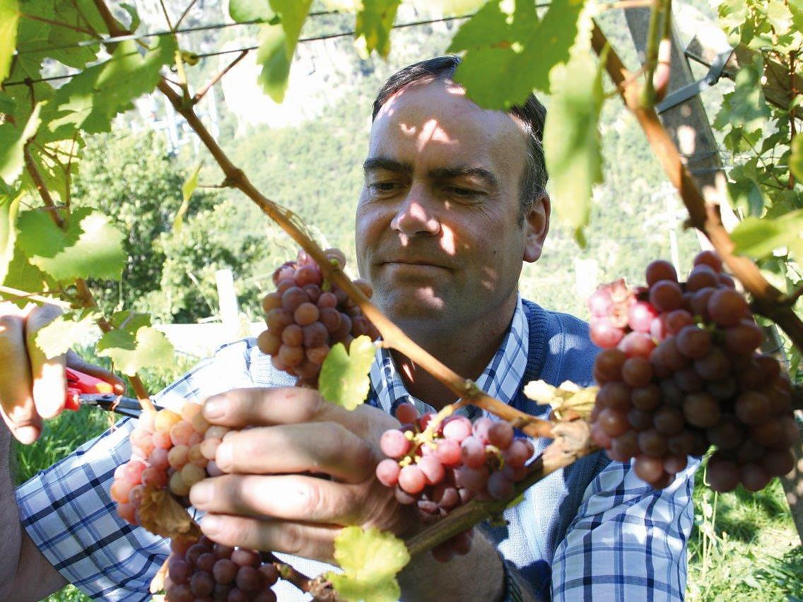 Vignaioli di Fiè - Tradizione ai piedi dello Sciliar Fiè allo Sciliar 1 suedtirol.info