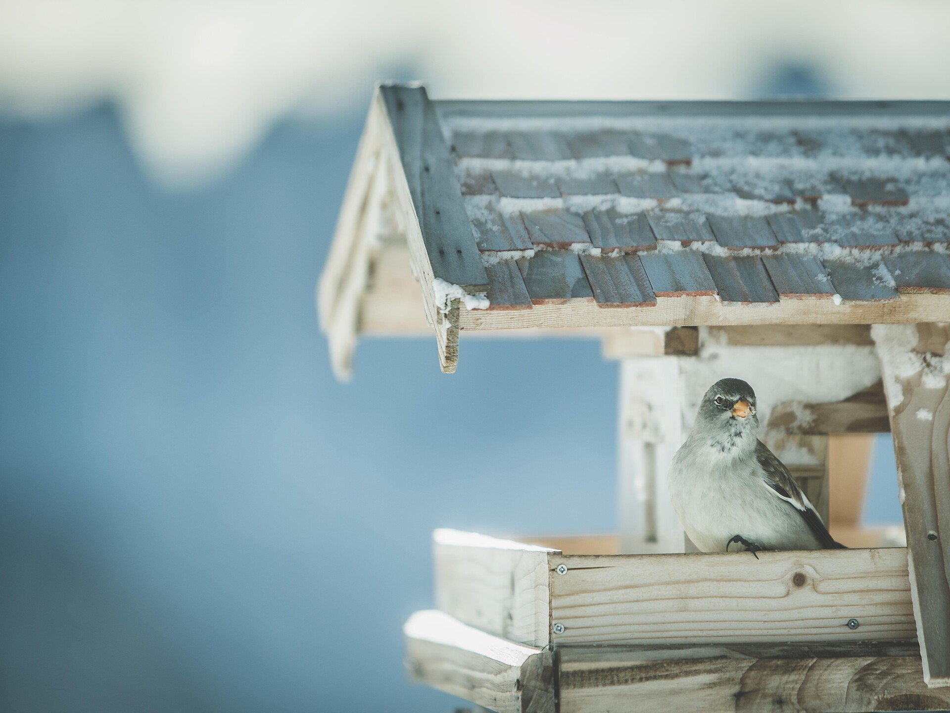 Vogelfutter und -station selbstmachen - Brixen und Umgebung - #1 - suedtirol.info