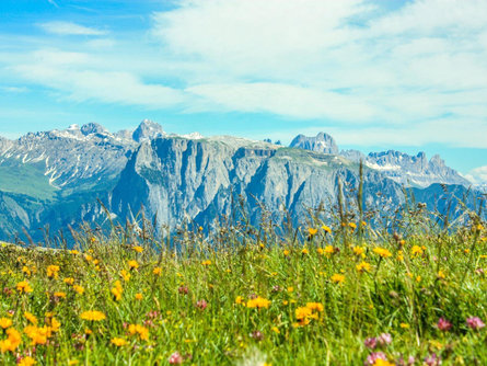 About mountain flowers and herbs at the Rittner Horn - guided hike Ritten/Renon 1 suedtirol.info