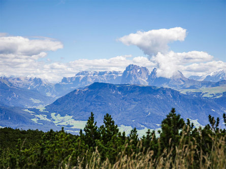 About mountain flowers and herbs at the Rittner Horn - guided hike Ritten/Renon 3 suedtirol.info