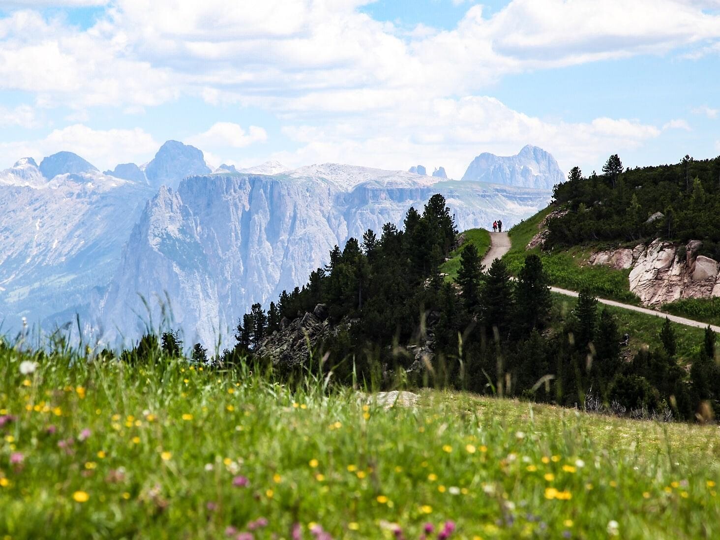 About mountain flowers and herbs at the Rittner Horn - guided hike - Bolzano/Bozen and environs - #1 - suedtirol.info