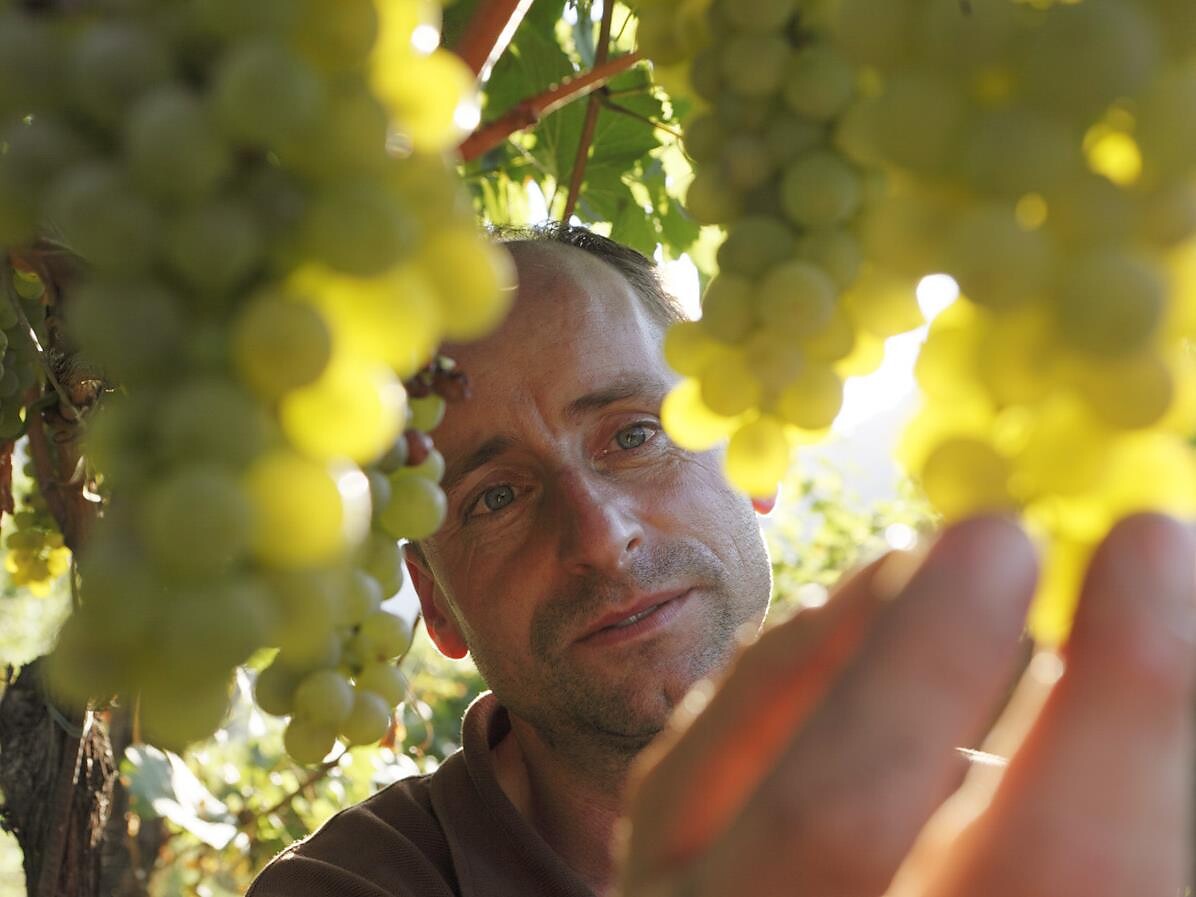 Völser Winzer - Tradition am Fuße des Schlern Völs am Schlern 1 suedtirol.info