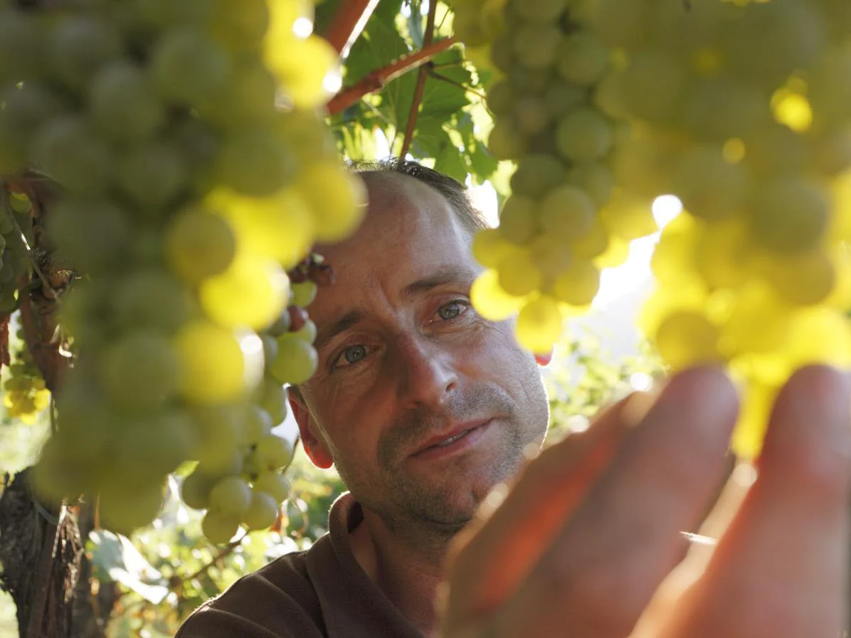 Vignaioli di Fiè - Tradizione ai piedi dello Sciliar Fiè allo Sciliar 1 suedtirol.info