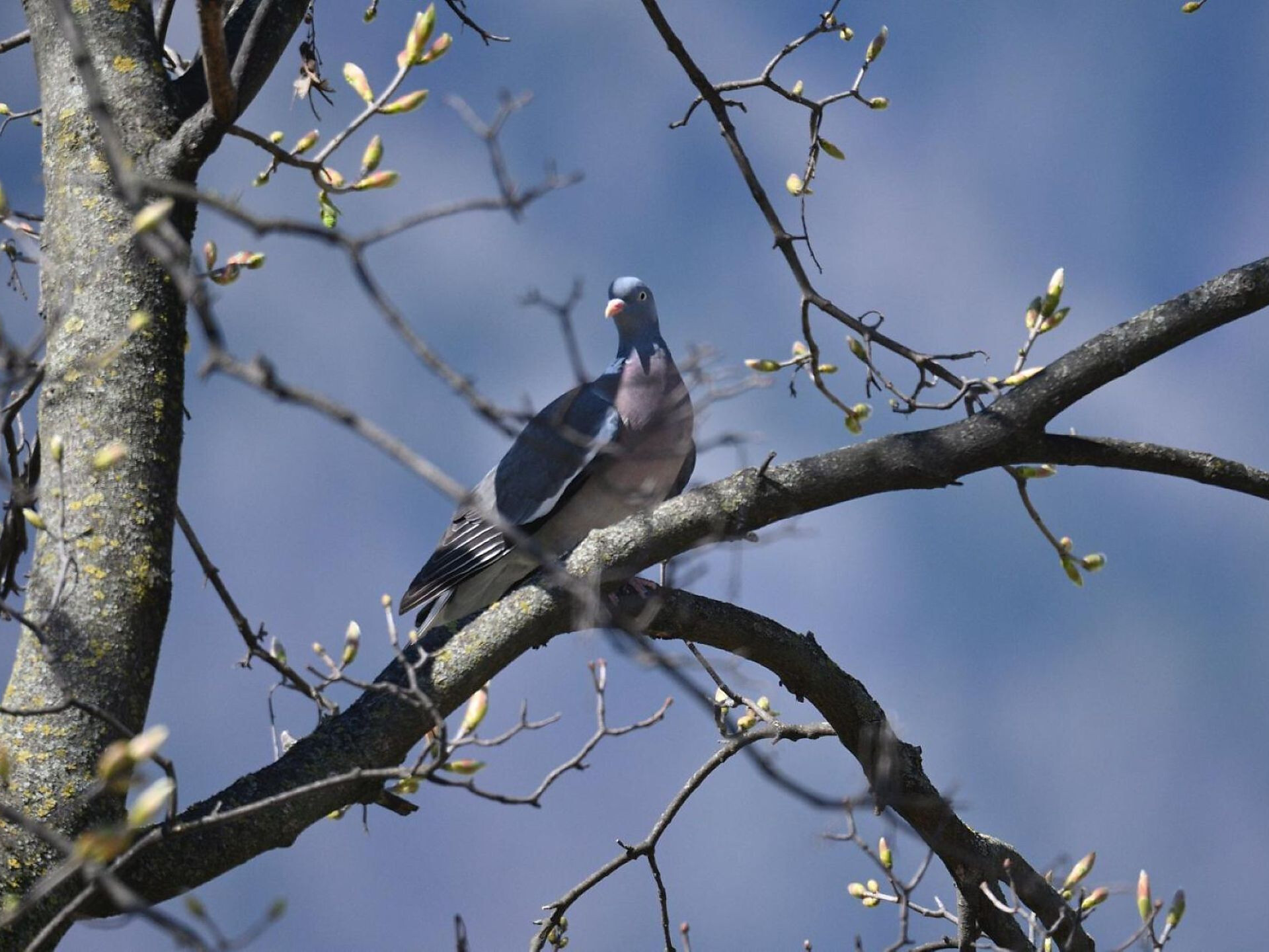 Vogelstimmen-Exkursion mit Erich Gasser - Südtiroler Weinstraße - #1 - suedtirol.info