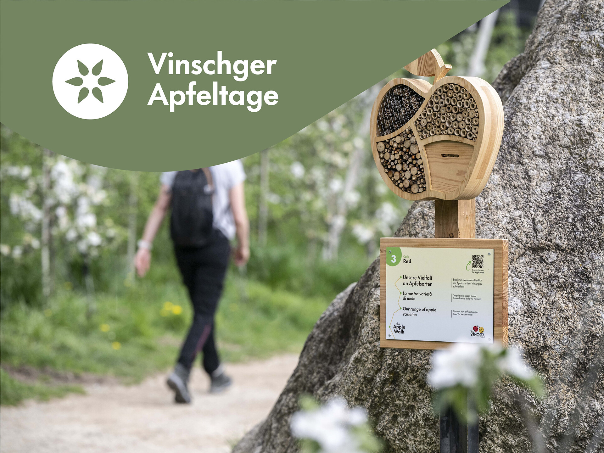 Vinschger Apfeltage: Geführte Wanderung auf dem Apple Walk - Meran und Umgebung - #1 - suedtirol.info