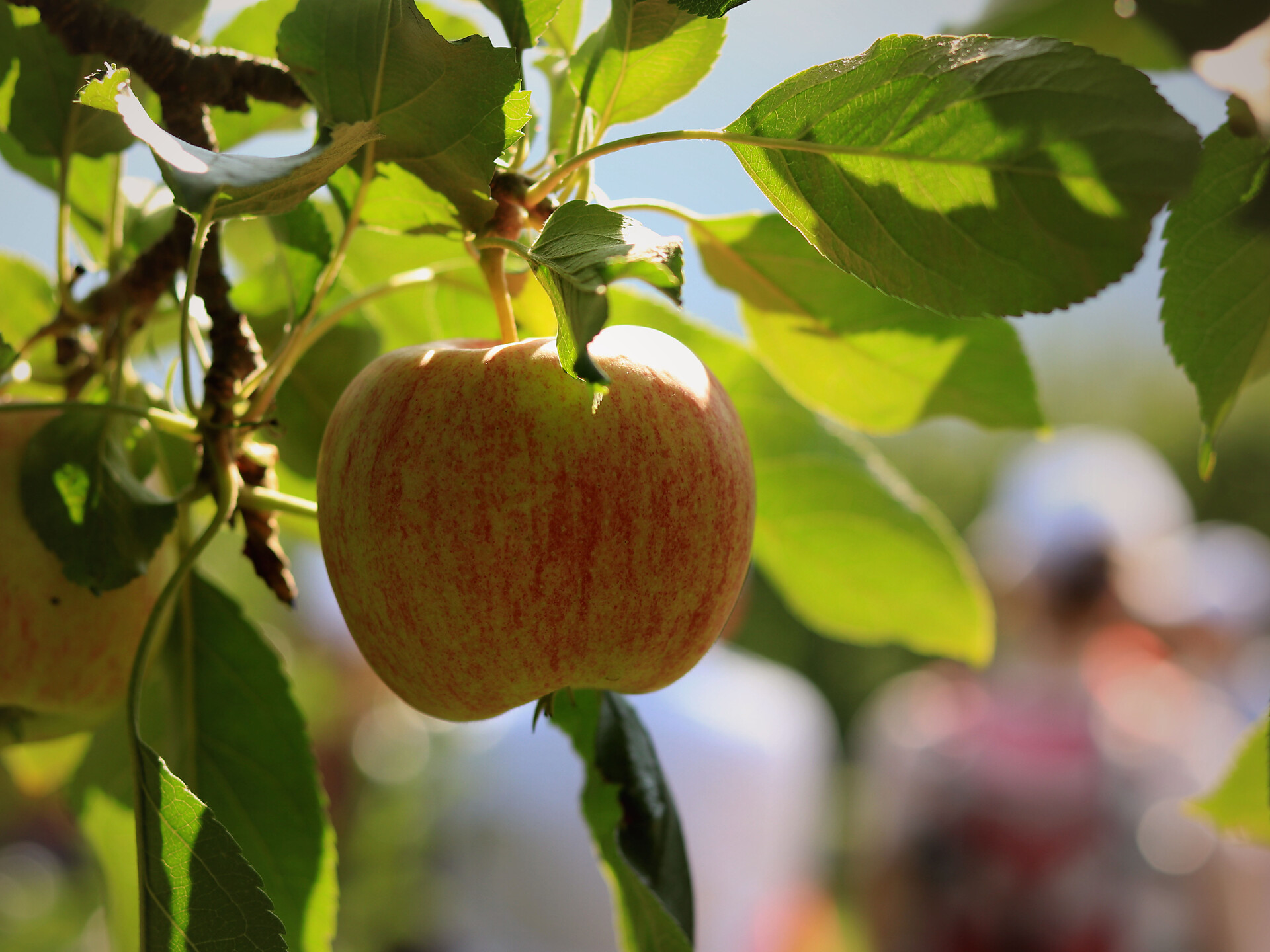 Vinschger Apfeltage: Apfelführung mit der Apfelbotschafterin Anja - Meran und Umgebung - #3 - suedtirol.info