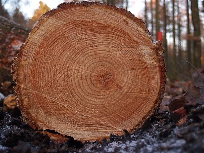 Vom Holz zum Produkt – ein nachhaltiger Kreislauf - Bozen und Umgebung - #1 - suedtirol.info