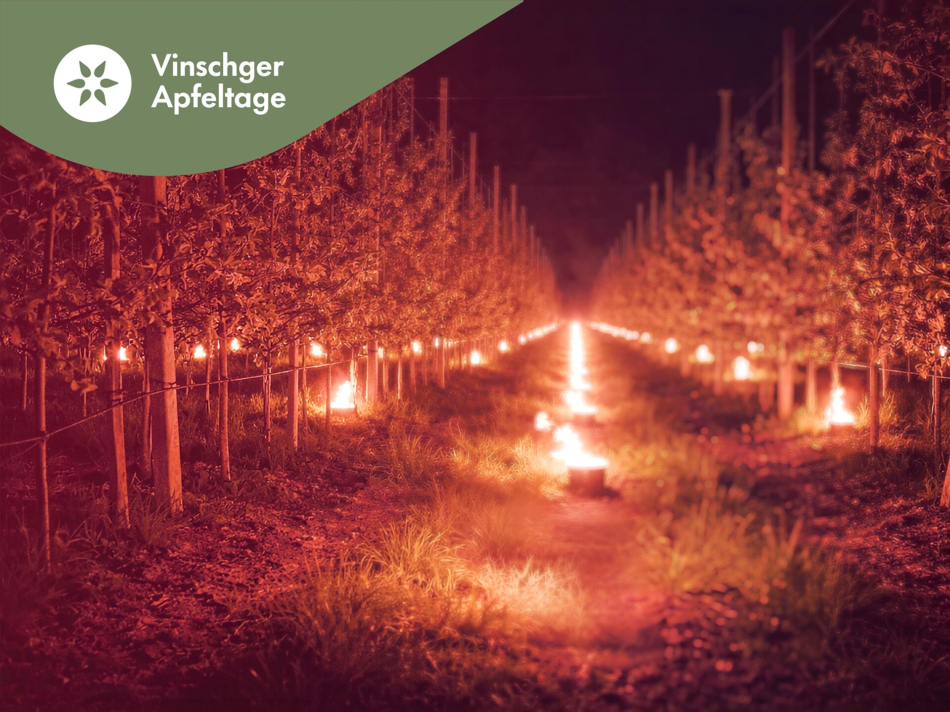 Vinschger Apfeltage: Abendklänge im Lichtermeer zwischen den Apfelbäumen - Vinschgau - #1 - suedtirol.info