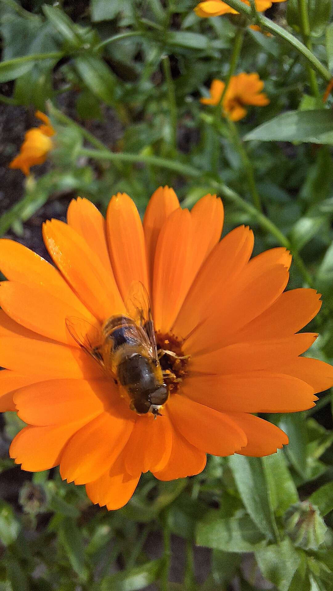 Vom Bienenstock zum Honigglas: Honigherstellung & Verkostung beim Förrahof -  - #2 - suedtirol.info