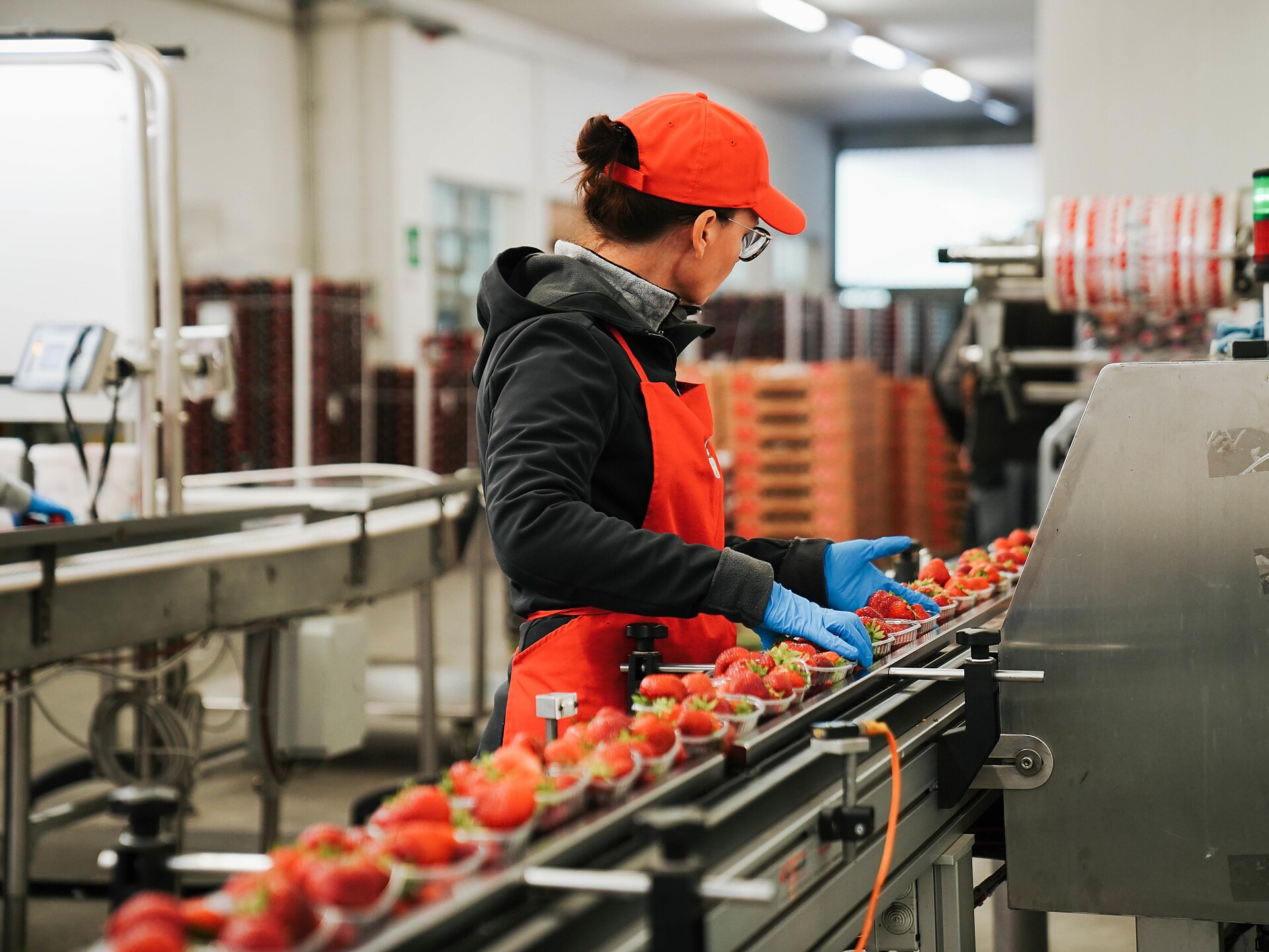 Dal campo allo scaffale - Il percorso della fragola di Martello - Val Venosta - #2 - suedtirol.info