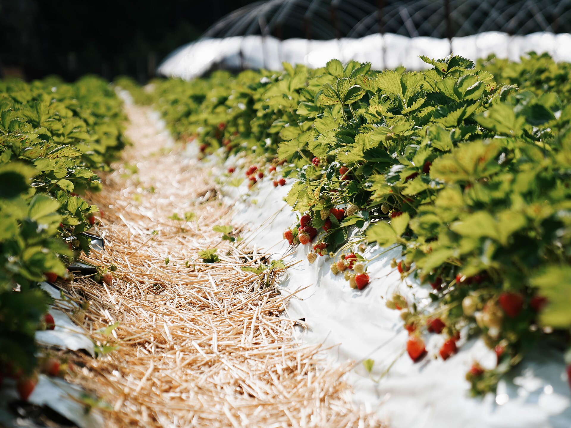 Dal campo allo scaffale - Il percorso della fragola di Martello - Val Venosta - #1 - suedtirol.info
