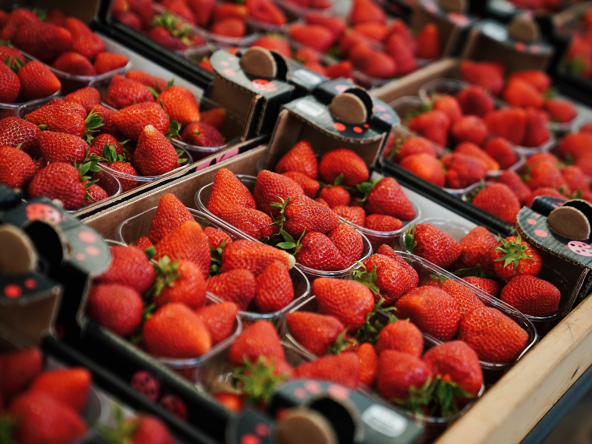 Dal campo allo scaffale - Il percorso della fragola di Martello - Val Venosta - #3 - suedtirol.info