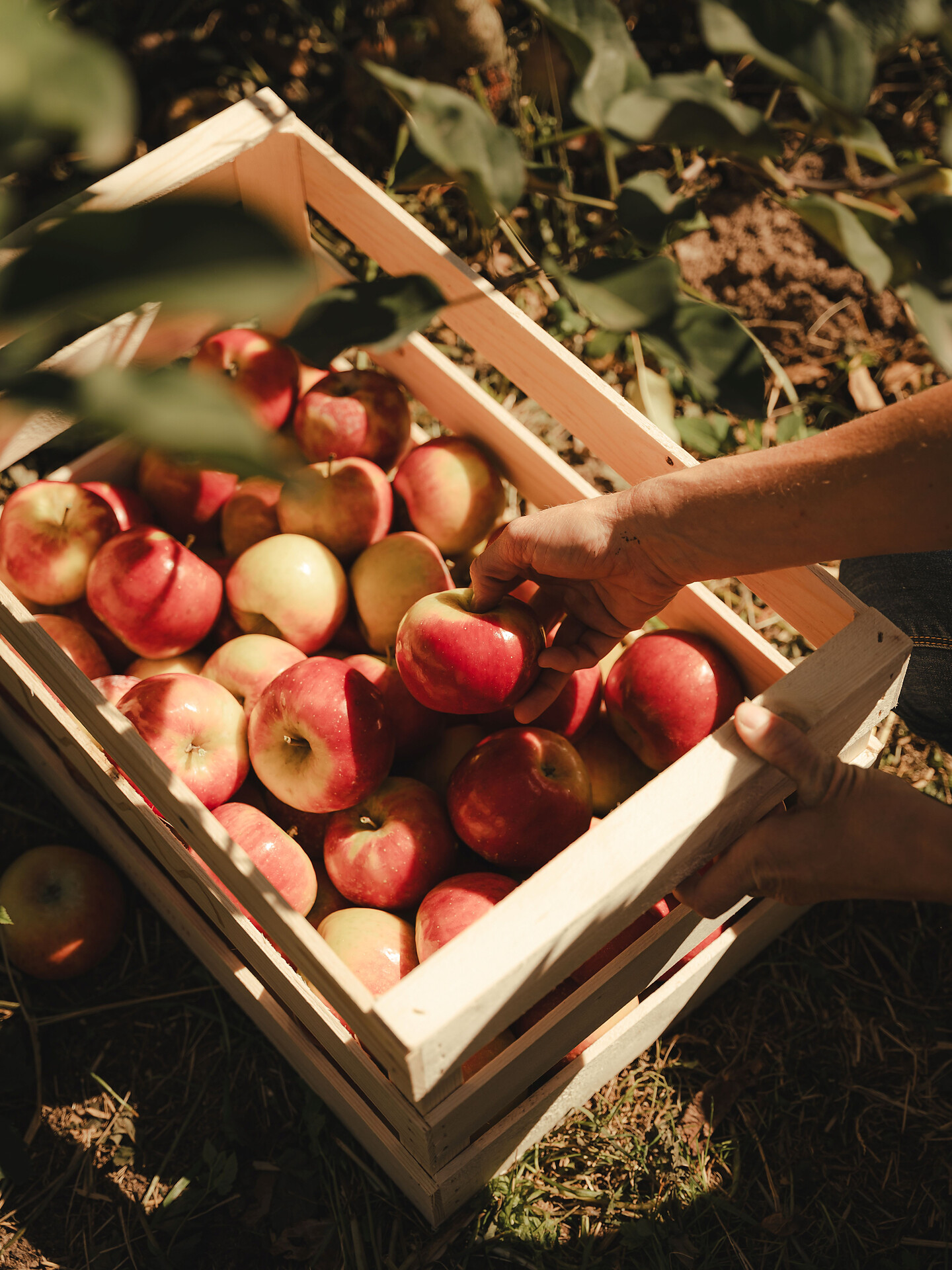 Vom Baum in die Kiste - Meran und Umgebung - #2 - suedtirol.info