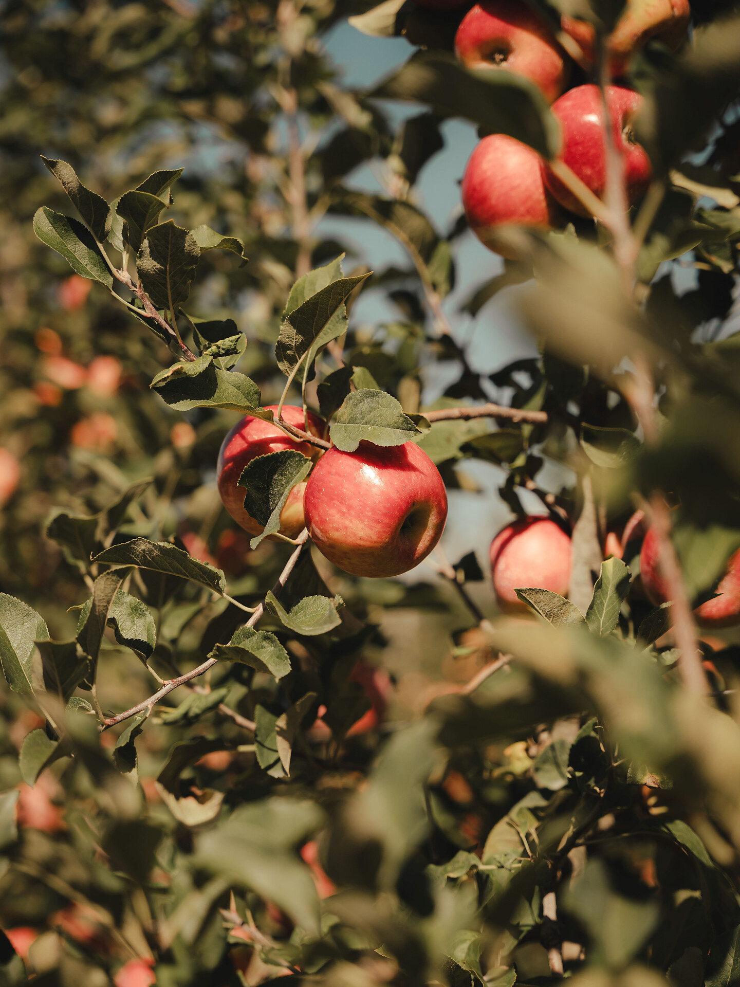 Vom Baum in die Kiste - Meran und Umgebung - #1 - suedtirol.info