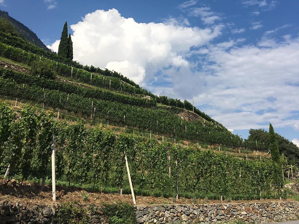 Dalla vigna alla cantina! Escurione e degustazione di vini alla cantina "Rebhof" Castelbello-Ciardes 1 suedtirol.info