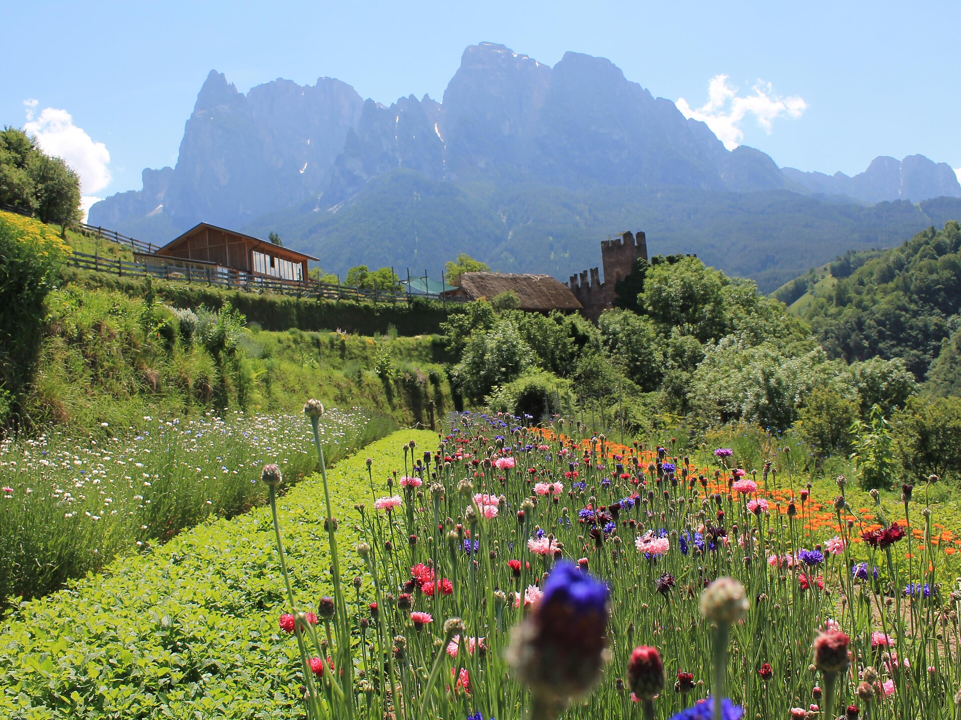Visita guidata al maso delle erbe biologiche "Pflegerhof" Castelrotto 1 suedtirol.info