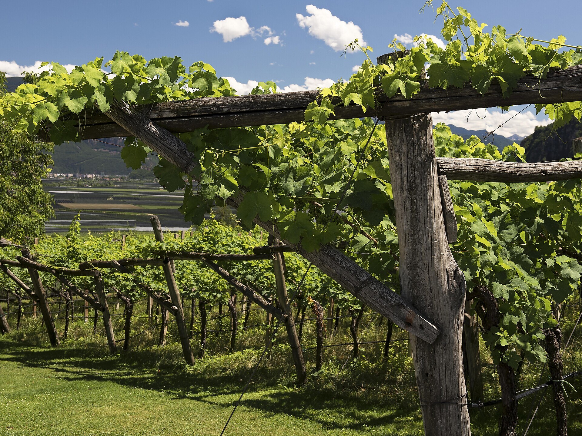 Verkostung im Weinberg - Südtiroler Weinstraße - #1 - suedtirol.info