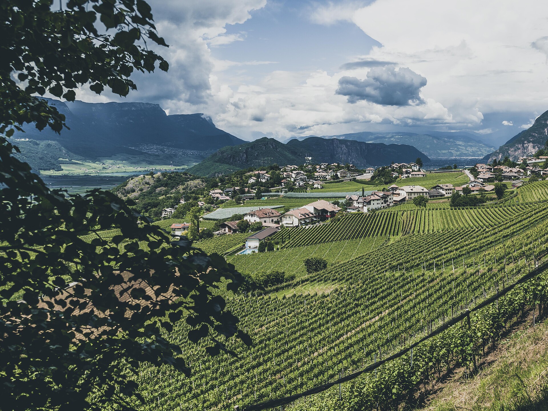 Visit Pfitscher / Trekking: Weinberg-Wanderung - Südtiroler Weinstraße - #1 - suedtirol.info