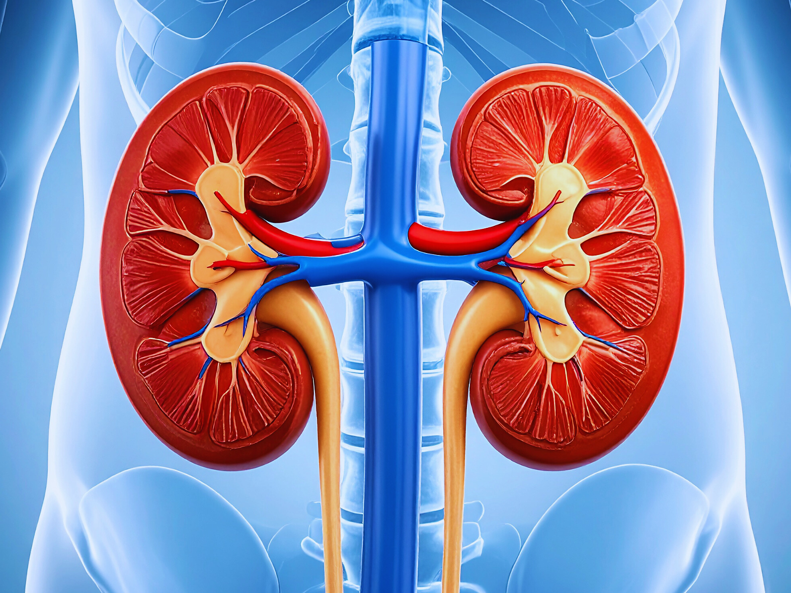 Conferenza: "Il rene – il depuratore dell'essere umano" - Vipiteno e dintorni - #1 - suedtirol.info