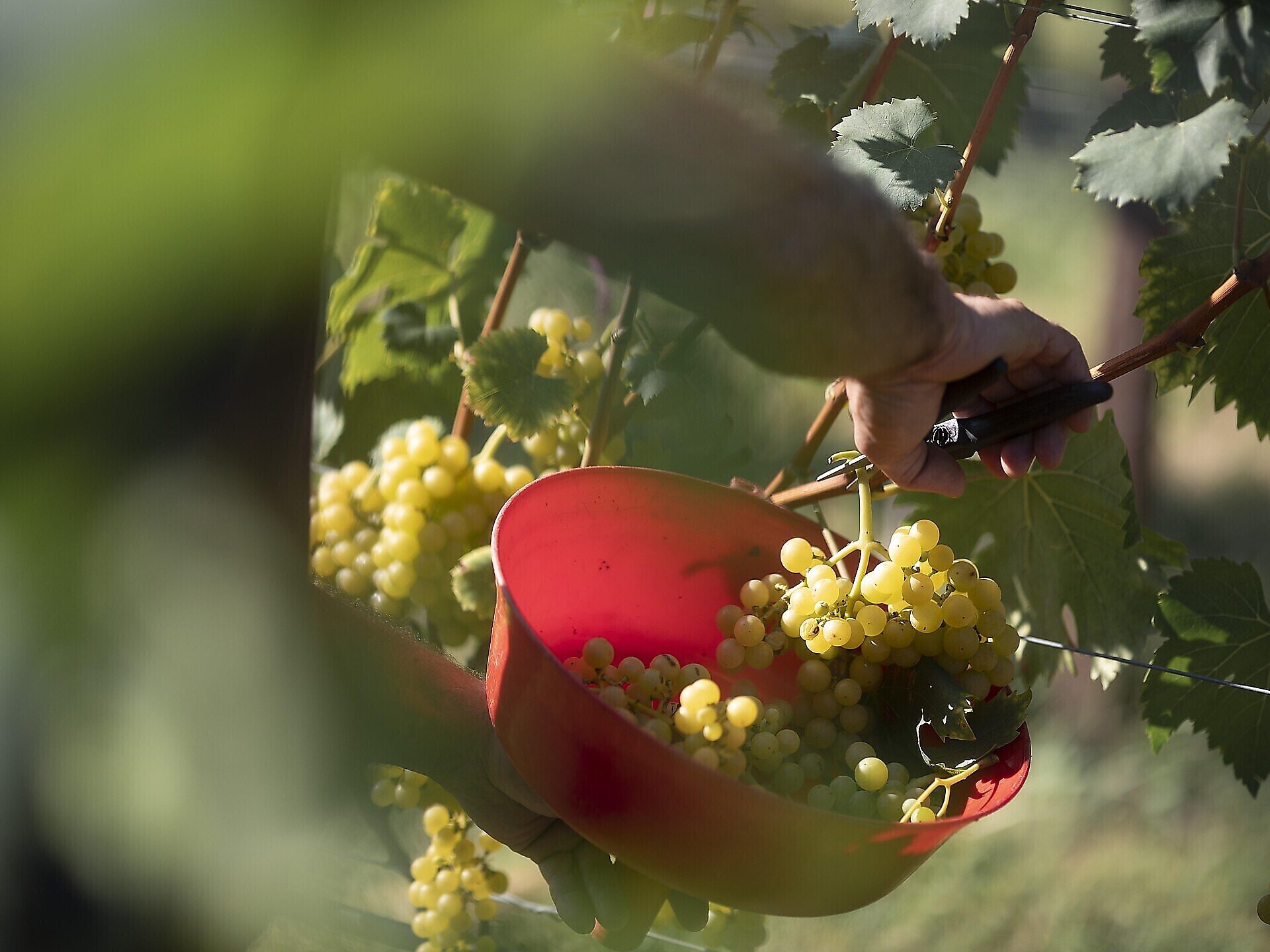 Viaggio enologico AMISTAR Tenuta Peter Sölva - Strada del Vino - #2 - suedtirol.info