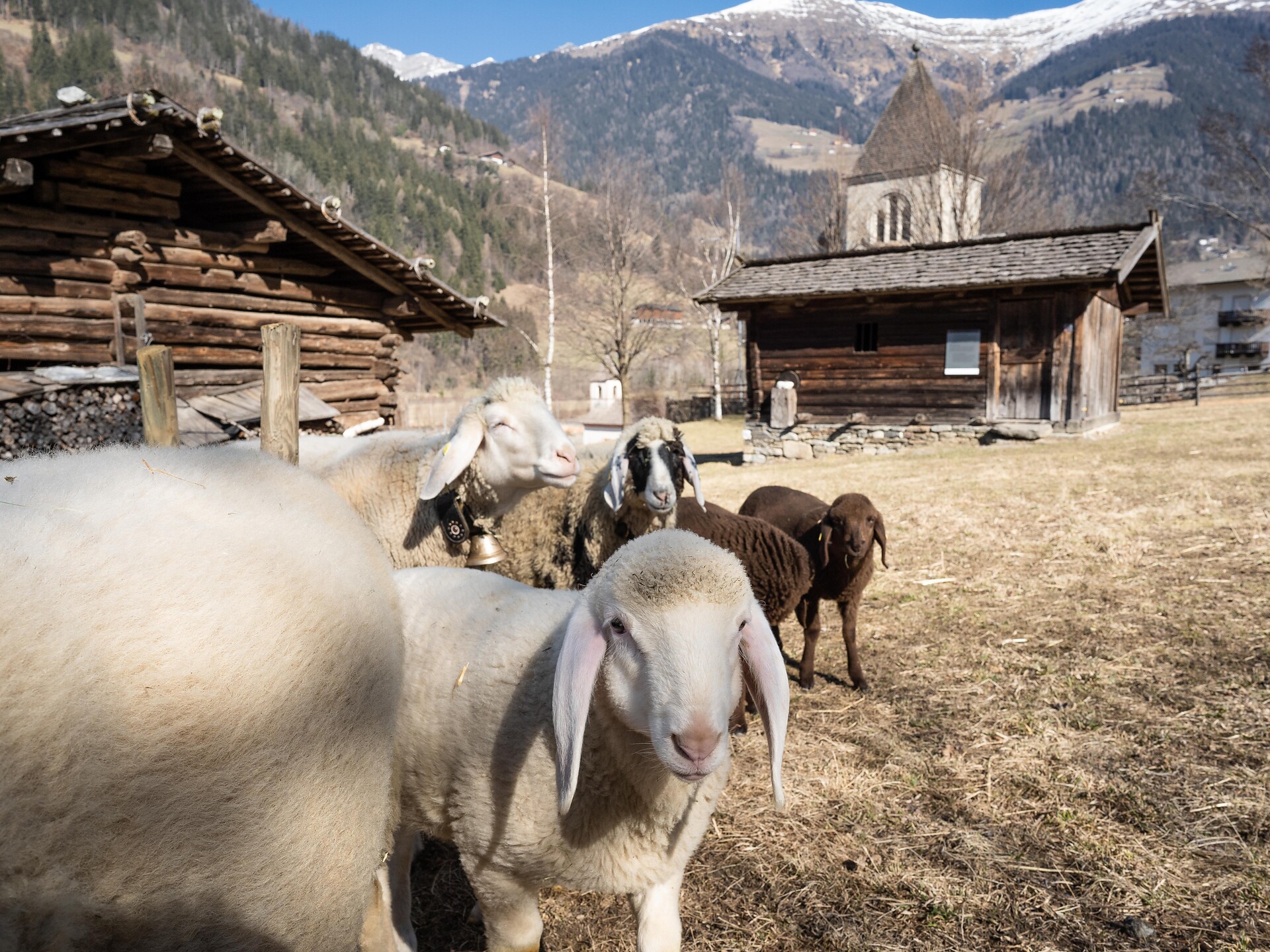 From sheep to wool (Psairer Herbst) - Meran/Merano and environs - #1 - suedtirol.info