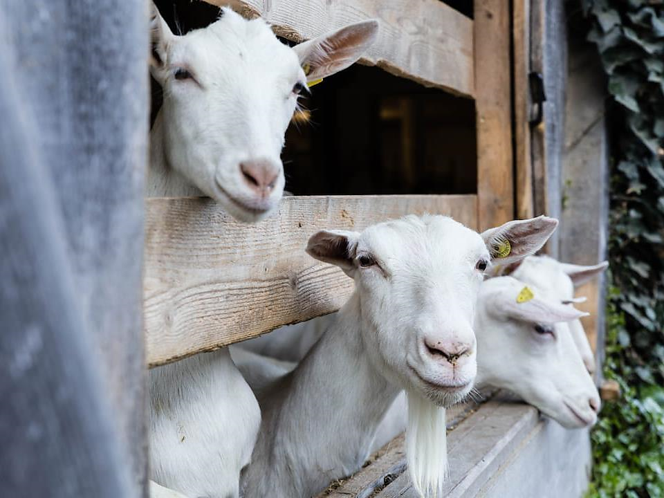 Verkostung hofeigener Produkte beim Untereggerhof in Vals - Brixen und Umgebung - #2 - suedtirol.info