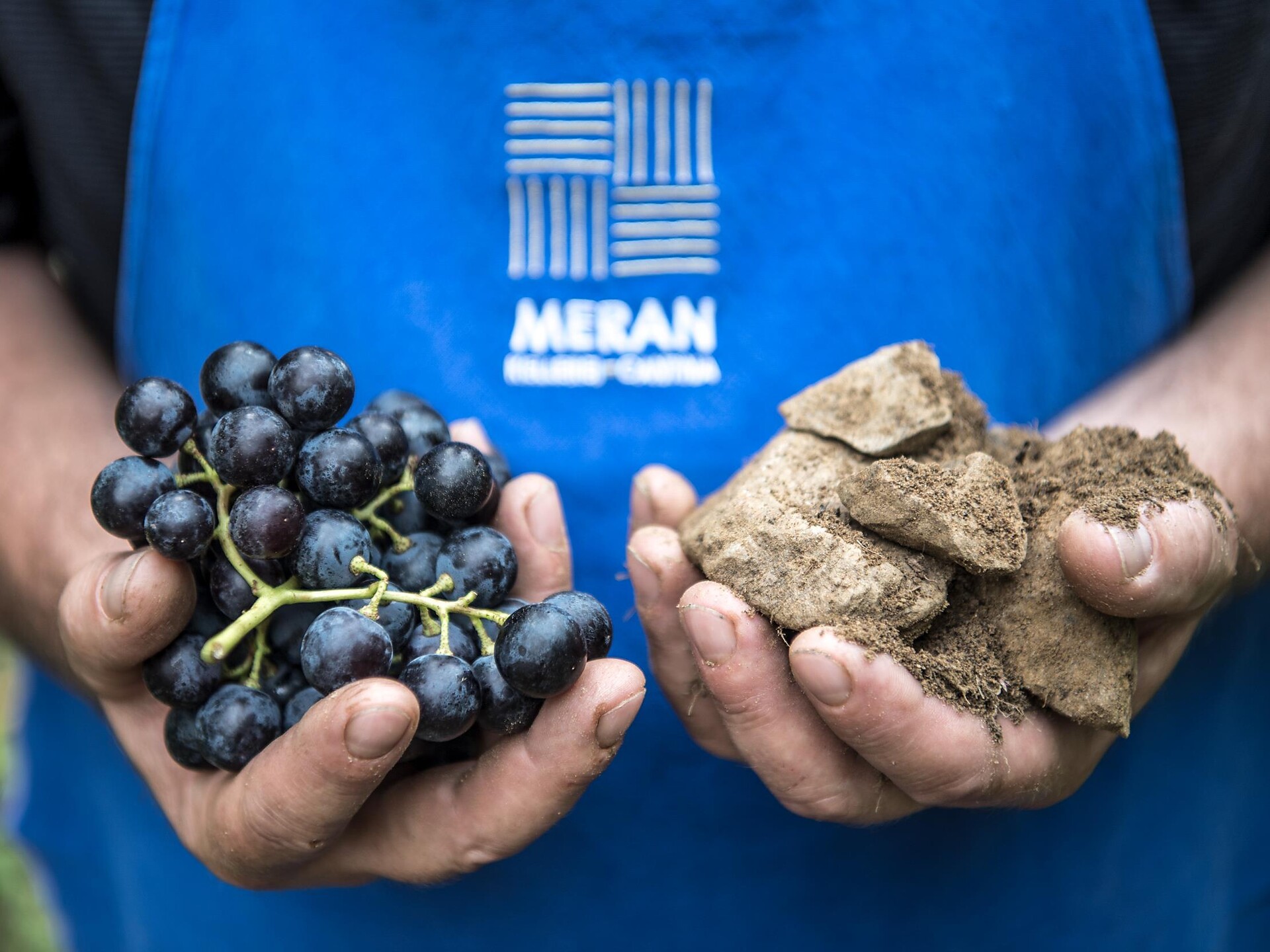 Von der Rebe ins Glas - Weinbergführung mit Verkostung - Meran und Umgebung - #1 - suedtirol.info