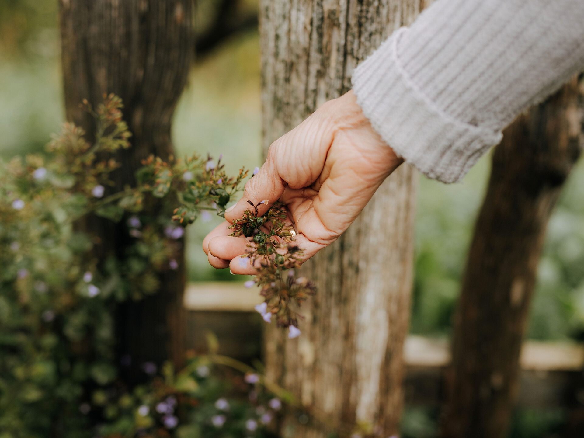 Was wächst denn da? (Wildkräuter, Heilpflanzenwissen & Wohlbefinden) 2026 - Meran und Umgebung - #1 - suedtirol.info